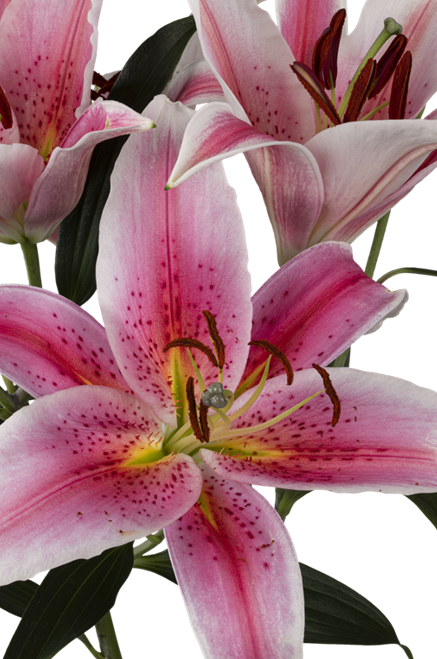 Lilies