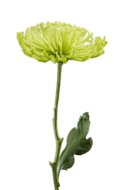 SPIDER MUM ANASTASIA GREEN
