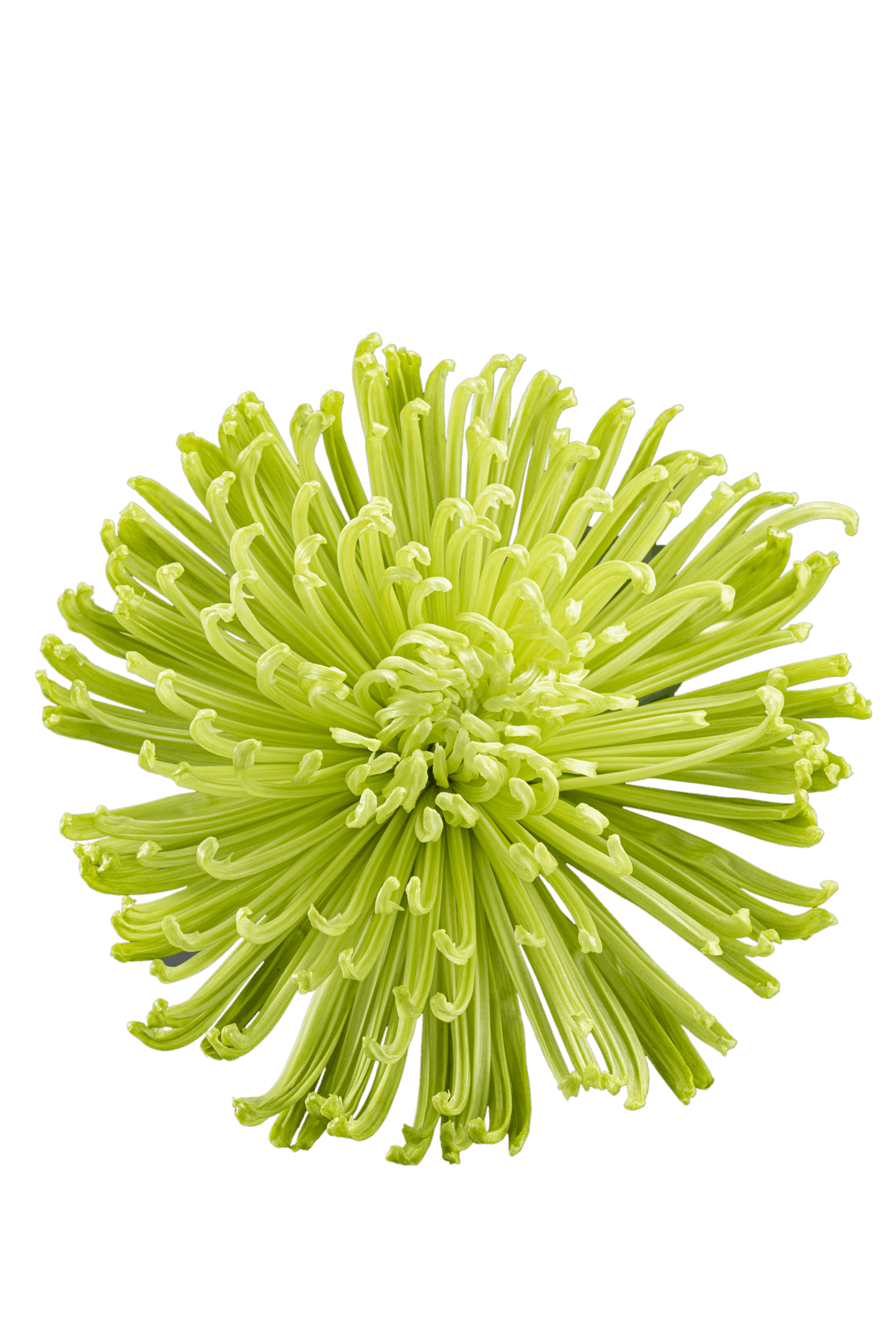 SPIDER MUM ANASTASIA GREEN