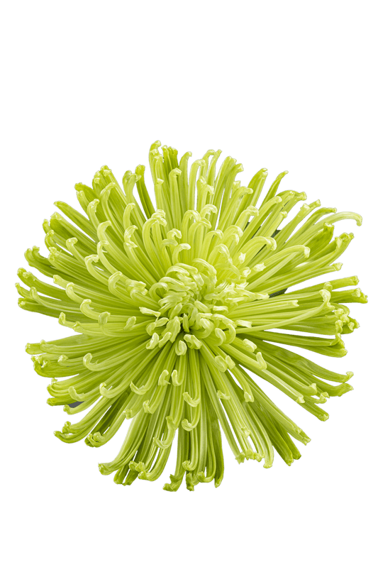 SPIDER MUM ANASTASIA GREEN