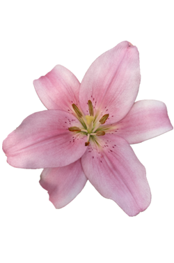 ASIATIC LILY BRINDISI