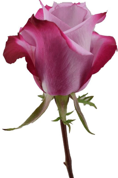 DEEP PURPLE