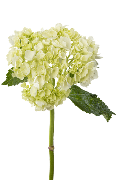HYDRANGEA MINI GREEN