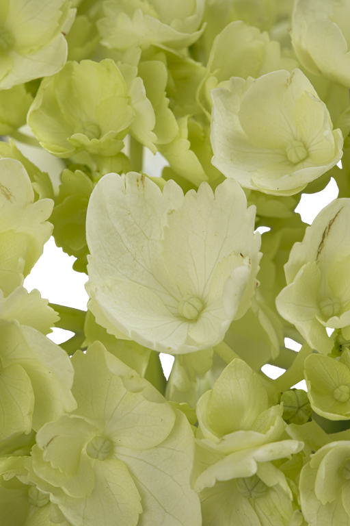 HYDRANGEA MINI GREEN