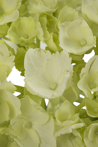 HYDRANGEA MINI GREEN