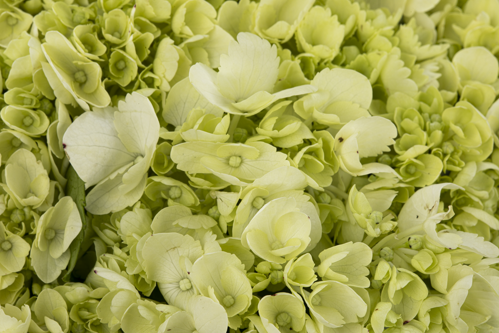 HYDRANGEA MINI GREEN