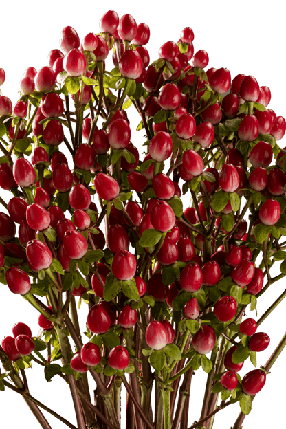 HYPERICUM