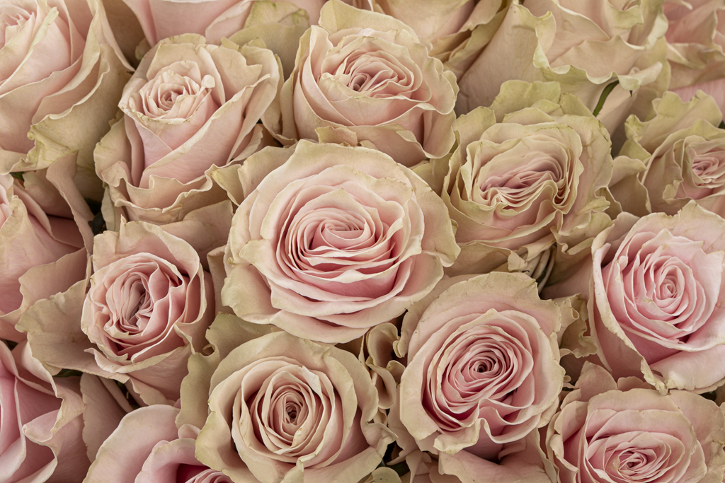 PINK MONDIAL