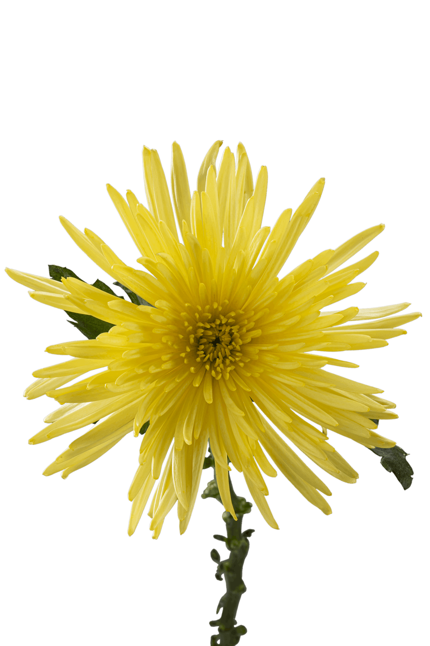 SPIDER MUM ANASTASIA SUNNY