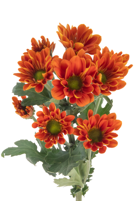 DAISY MANAGUA ORANGE
